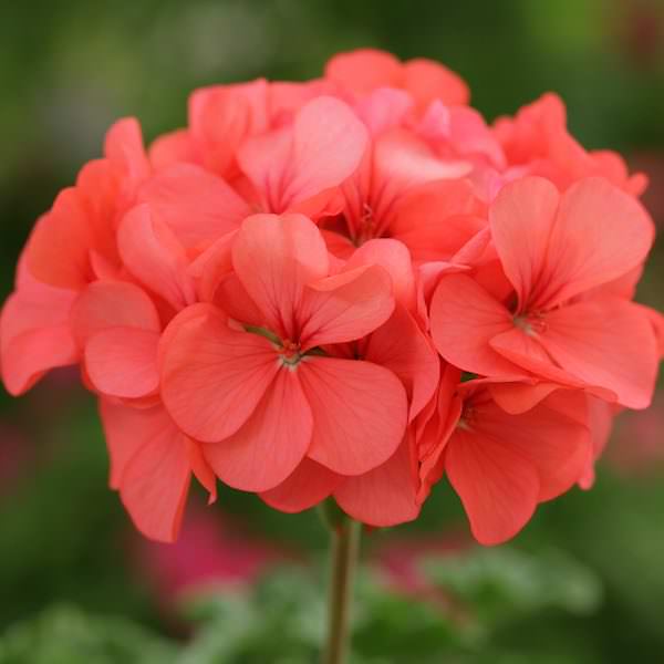 Geranium Seeds 28 Geraniums Swallowtail Garden Seeds