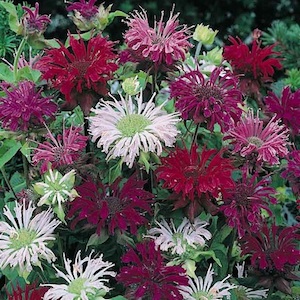 Herb Seeds