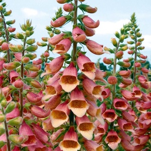 Flowers With Seeds