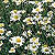 Feverfew Seeds