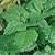 Lemon Balm Seeds