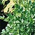 Lovage Seeds