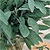 Sage Seeds