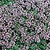 Thyme Seeds