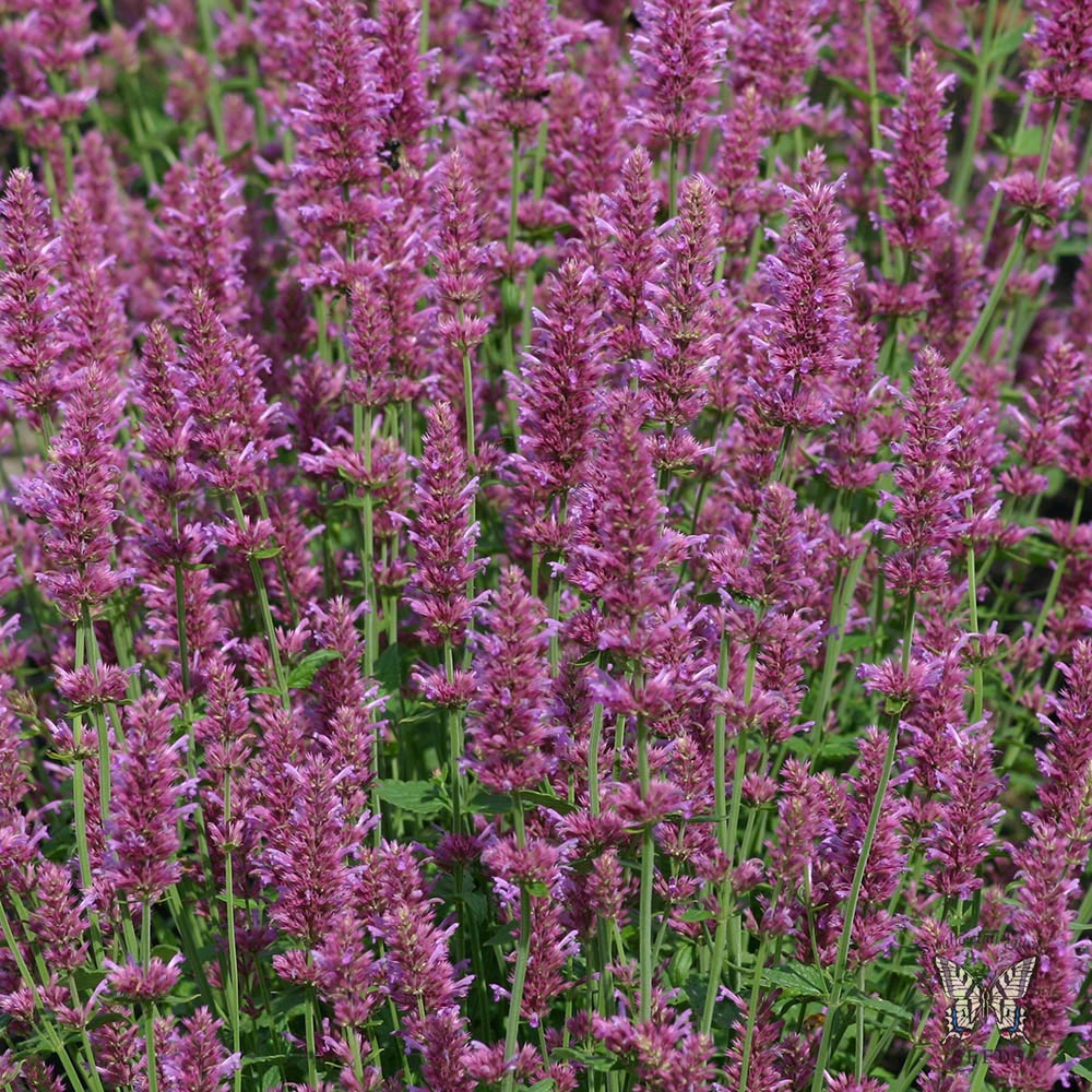 Agastache Arcado Pink Flowers