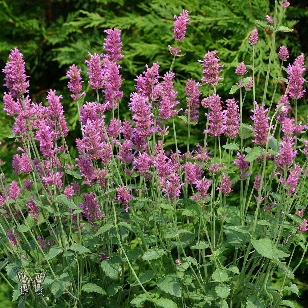 Agastache Arcado Pink