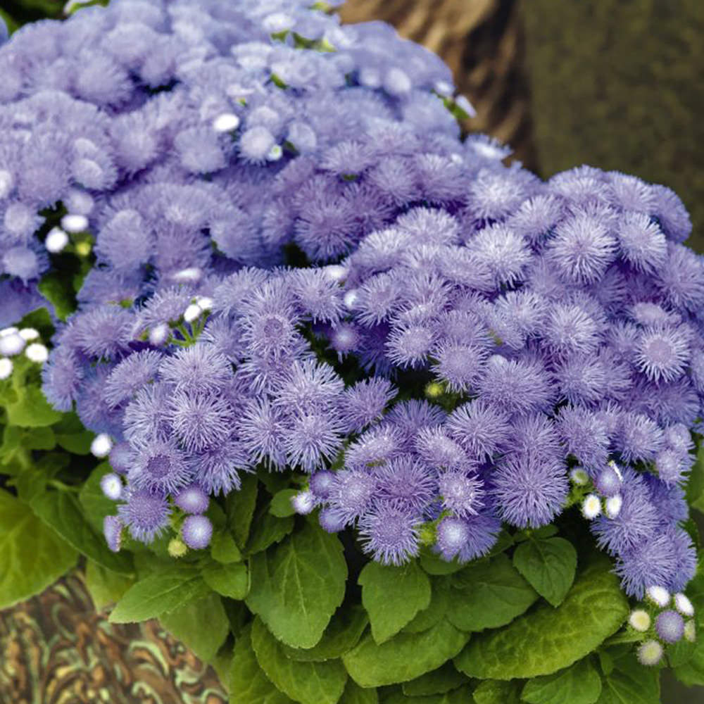 Ageratum Seeds  How to Grow Floss Flower  Annual Flower