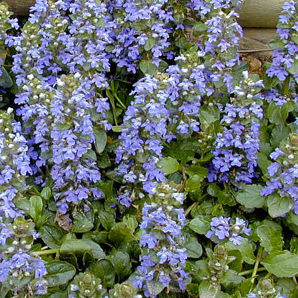 Carpet Bugle Seeds - Ajuga Ground Cover Seeds