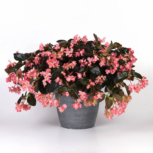 Begonia Dragon Wing Pink Bronze Leaf