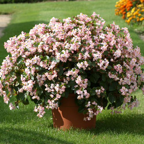 wax begonia varieties