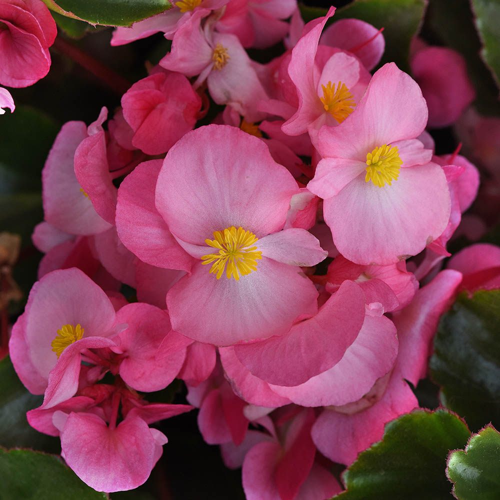 Begonia Megawatt Pink Green Leaf