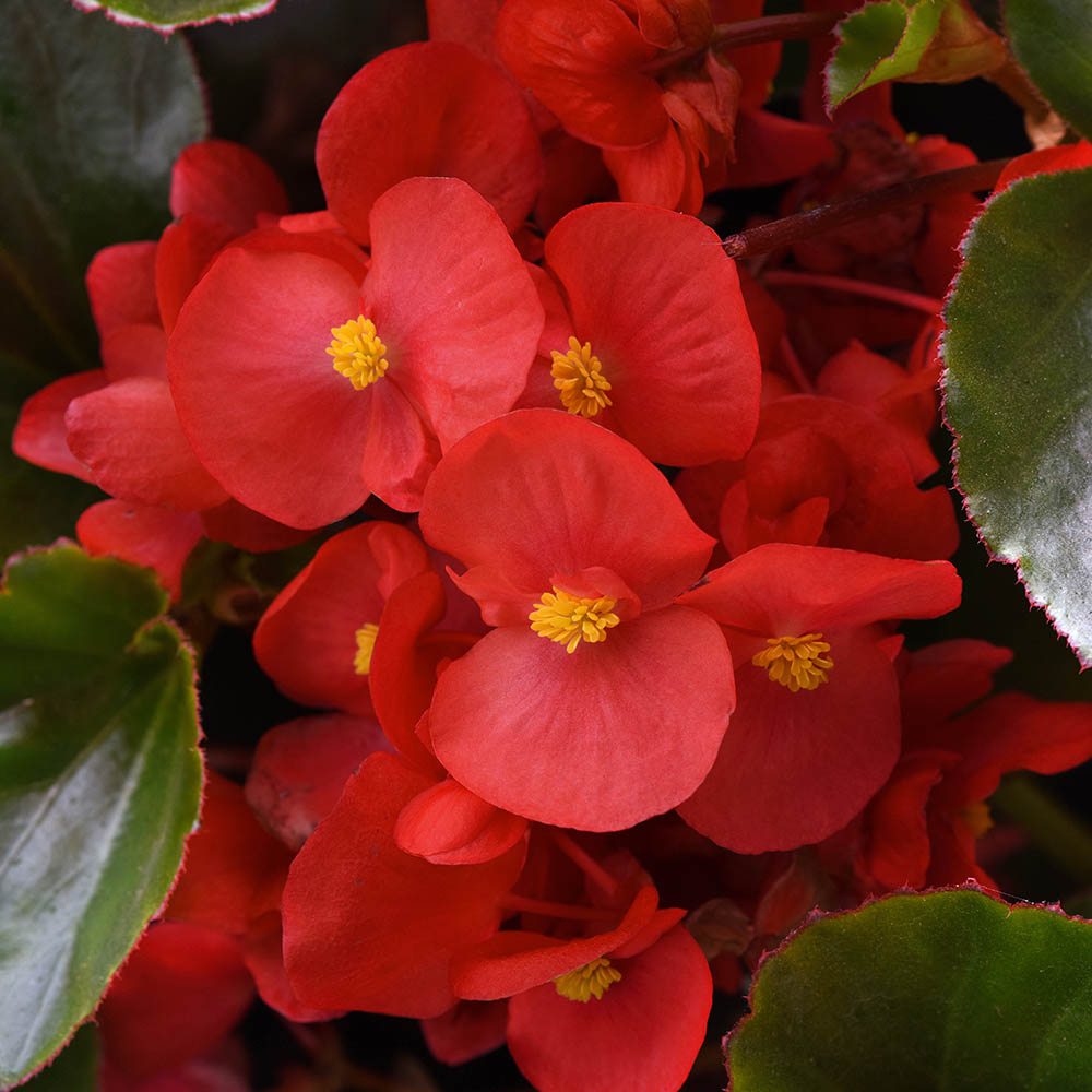 Begonia Megawatt Red Green Leaf