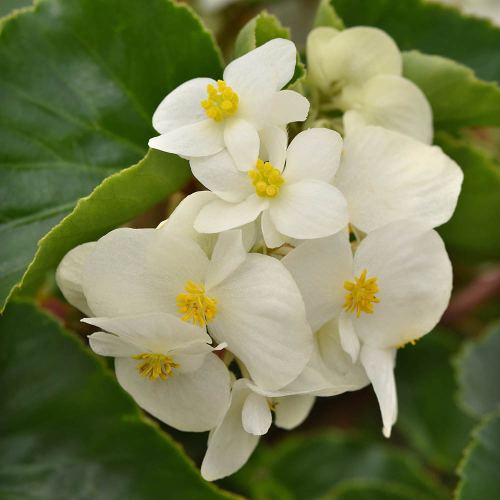 Begonia Megawatt White Green Leaf