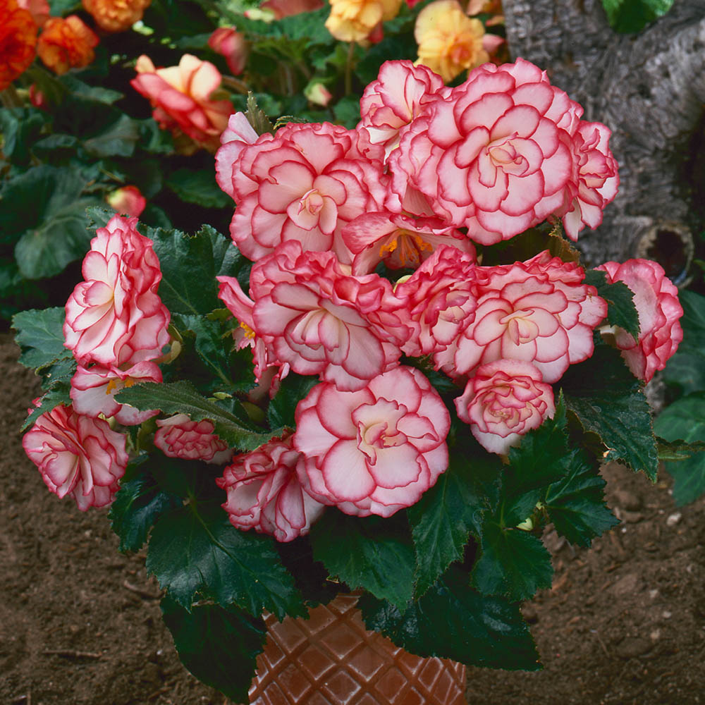 Begonia On Top Pink Halo