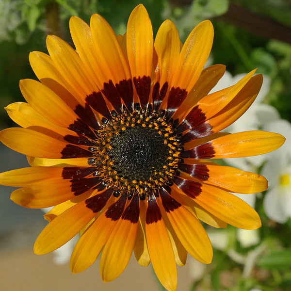 Cape Daisy Seeds Orange And White Cape Daisies Annual Flowers