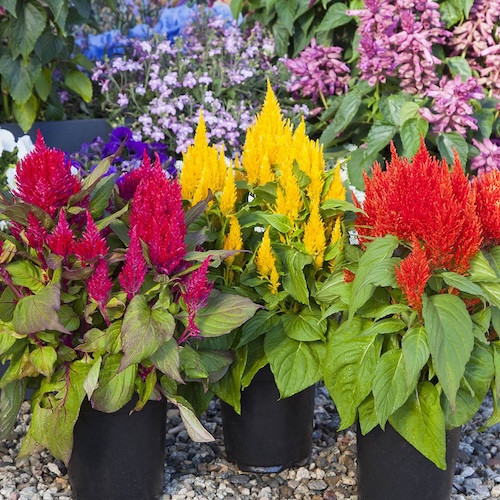 Celosia Bright Sparks Formula Mix