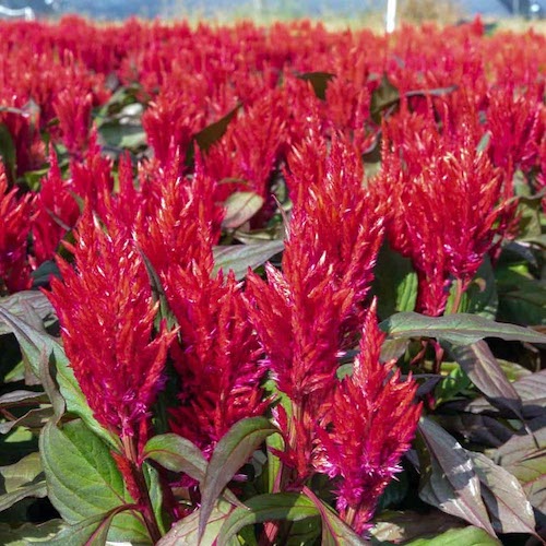 Celosia Burning Embers