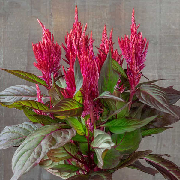 Burning Embers Celosia