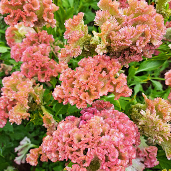 Celosia Crystal Beauty