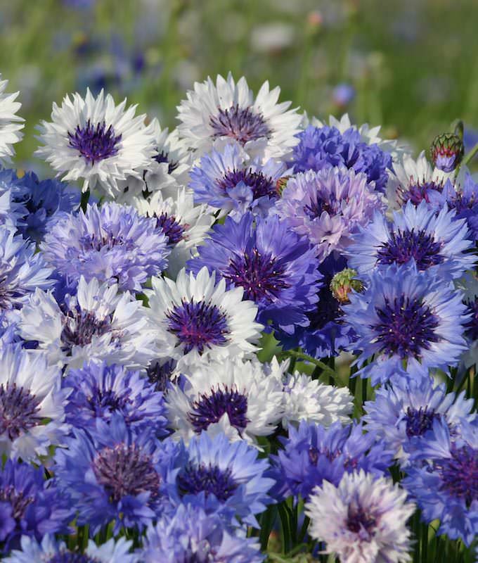 Classic Fantastic Bachelor's Button Seeds - Annual Flower Seeds