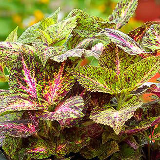 Coleus Seeds | 43 Varieties | Annual Flower Seeds