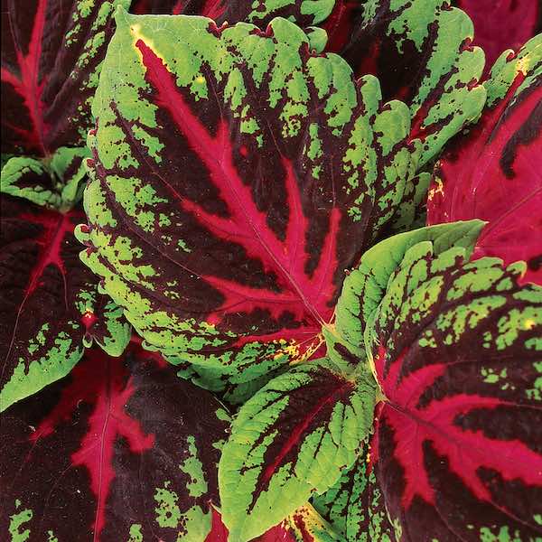 Kong Red Coleus - Annual Flower Seeds