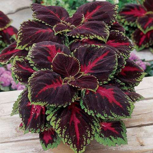 Kong Red Coleus - Annual Flower Seeds