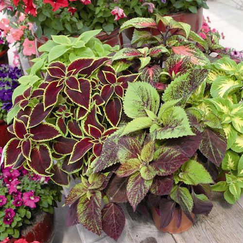 Coleus Seeds | 44 Varieties | Annual Flower Seeds