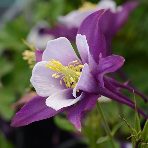 Columbine Earlybird Purple White