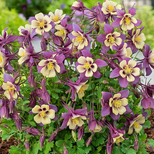 Columbine Earlybird Purple Yellow