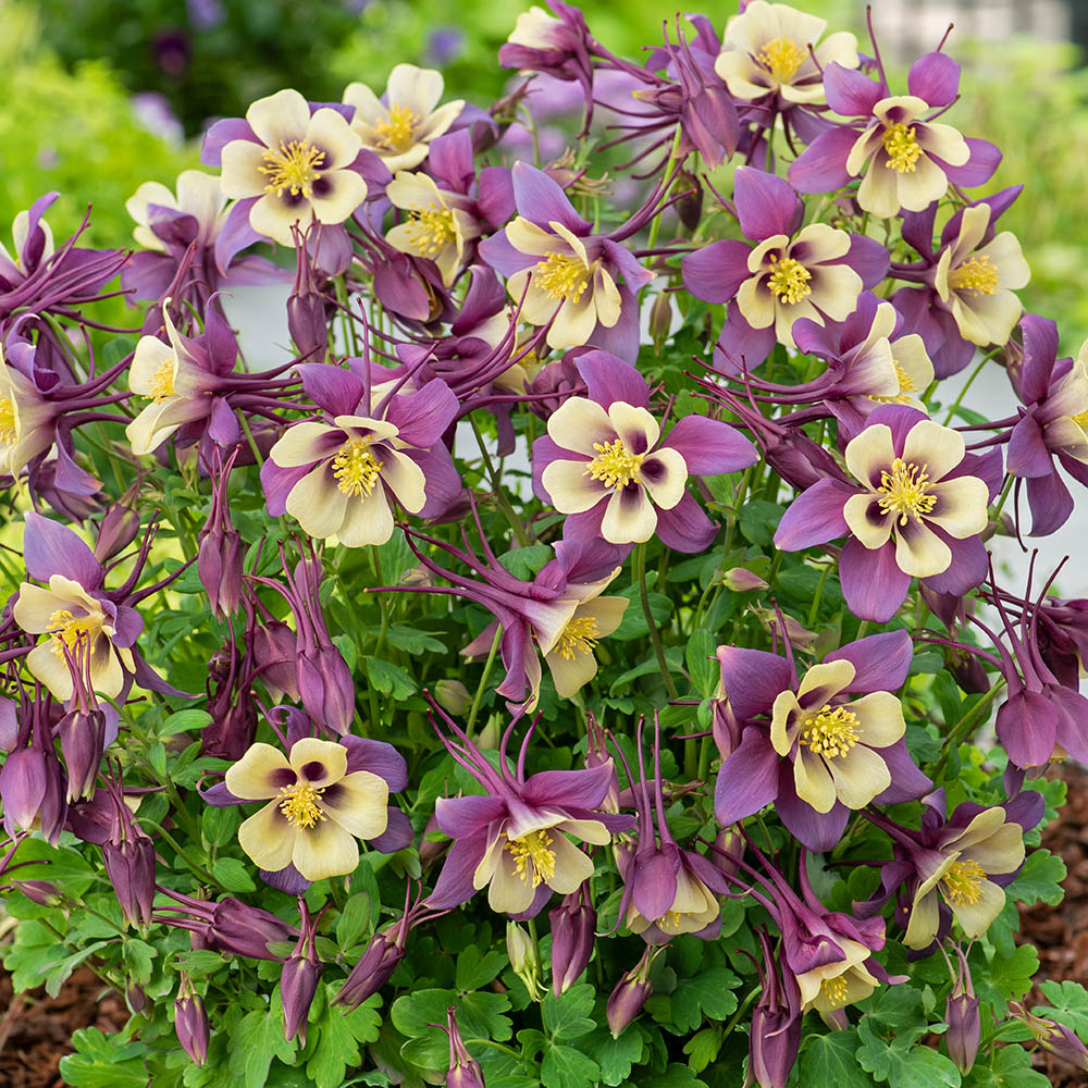 Columbine Earlybird Purple Yellow