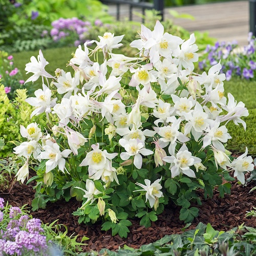 Columbine Earlybird White