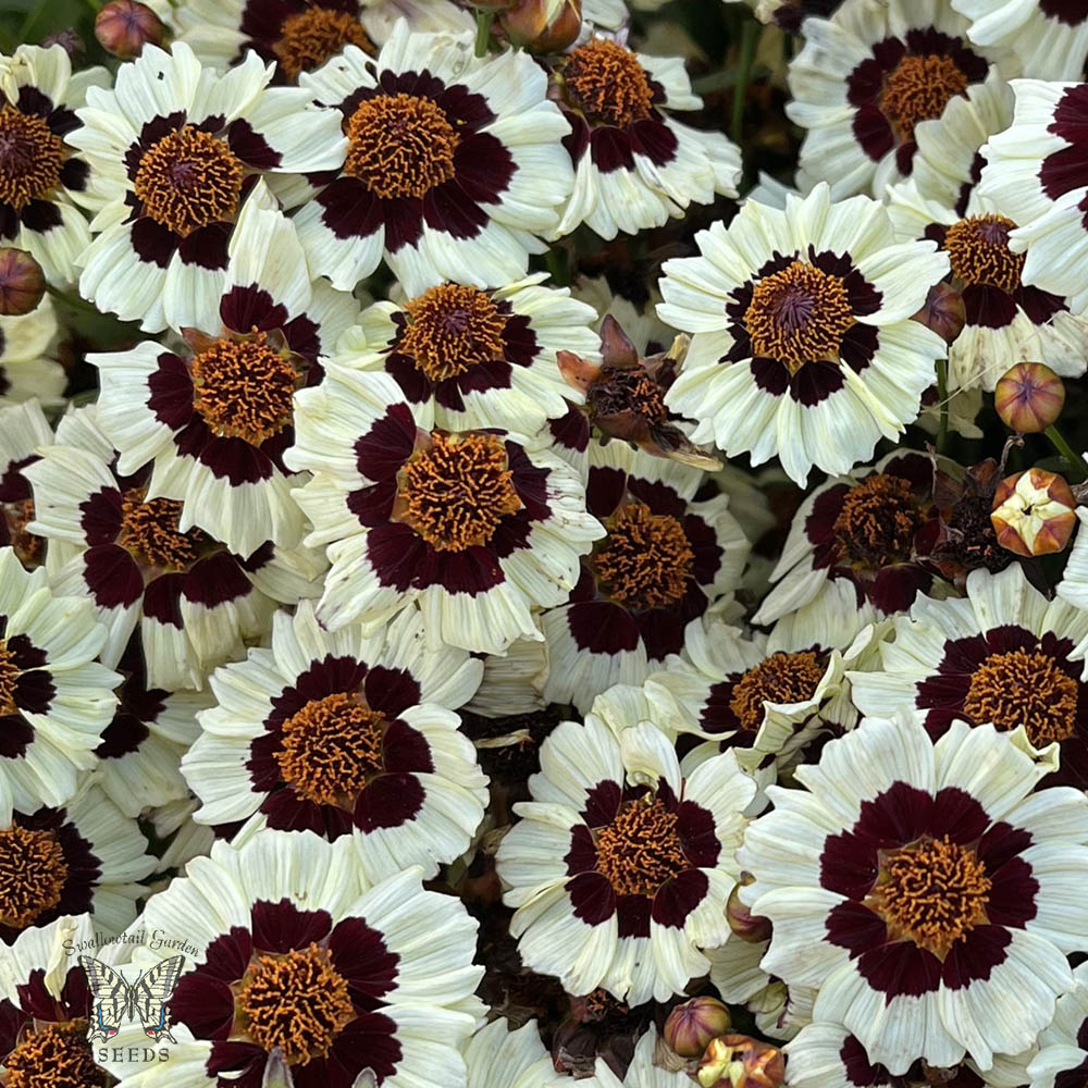 Coreopsis Corusco Cream Red