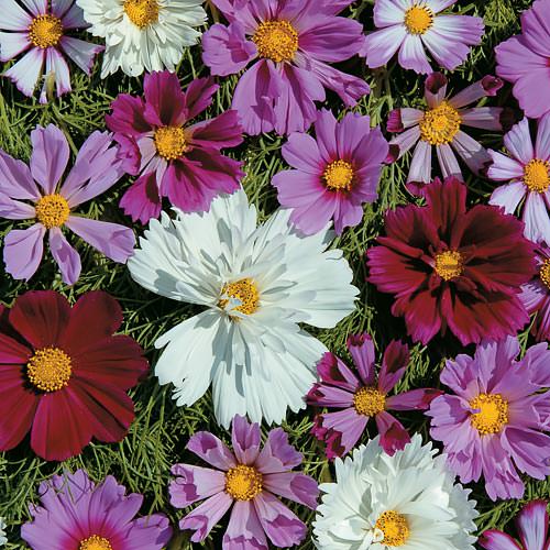 Cosmos Seeds 42 Top Cosmos Annual Flower Seeds