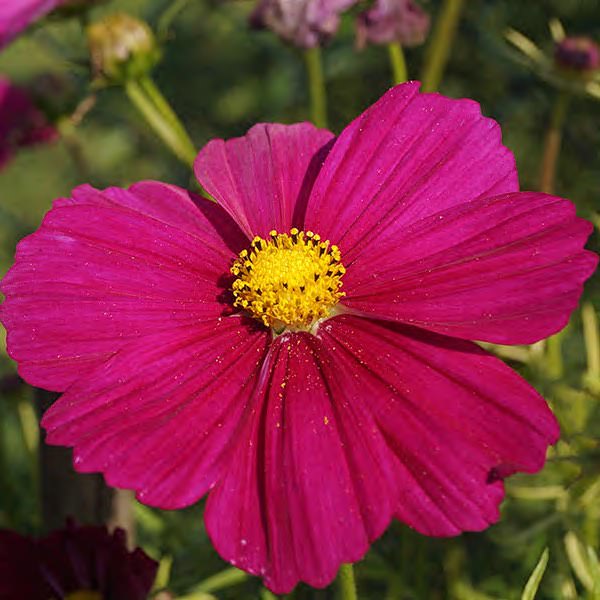 Cosmos Seeds: 42 Top Cosmos - Annual Flower Seeds