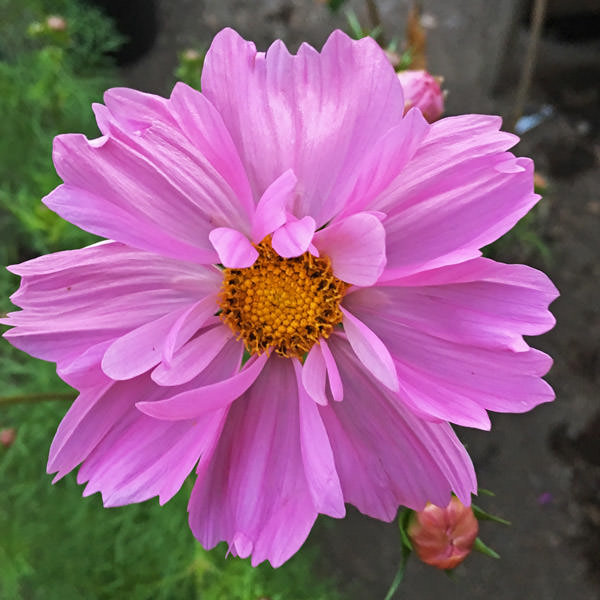 Cosmos Seeds 42 Top Cosmos Annual Flower Seeds