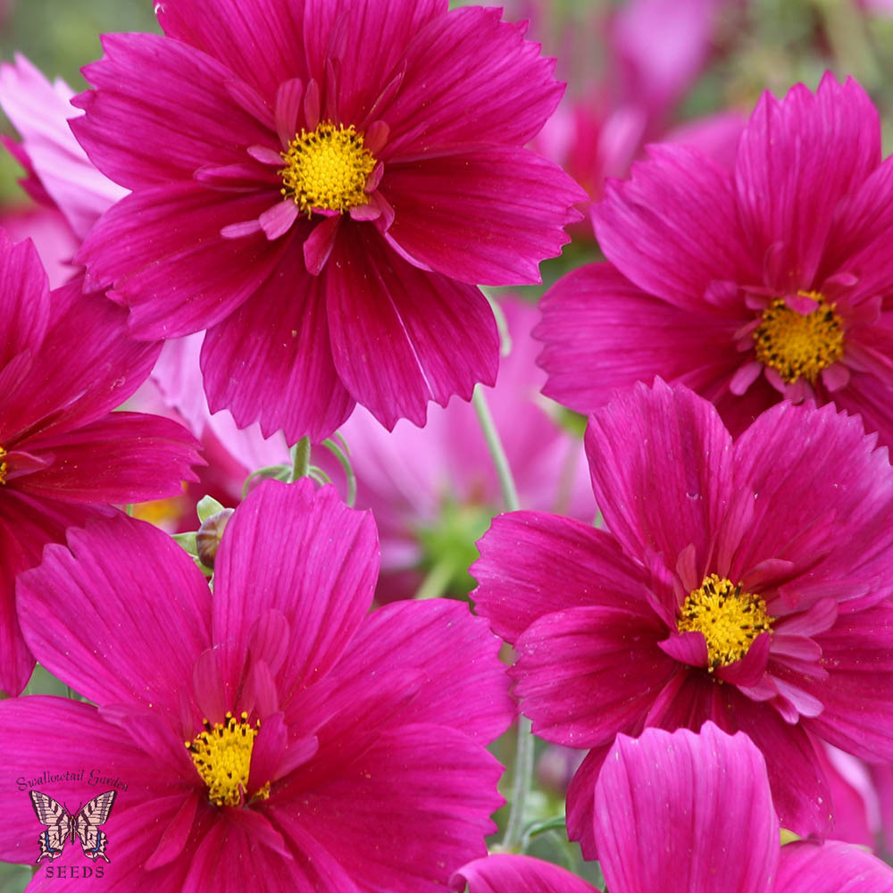 Cosmos Fandango