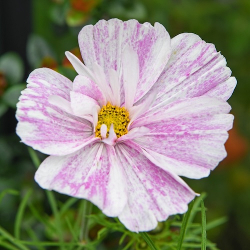 Cosmos Pink Mosaic