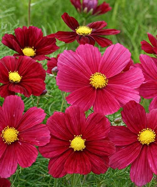 Cosmos Seeds 35 Top Cosmos Annual Flower Seeds