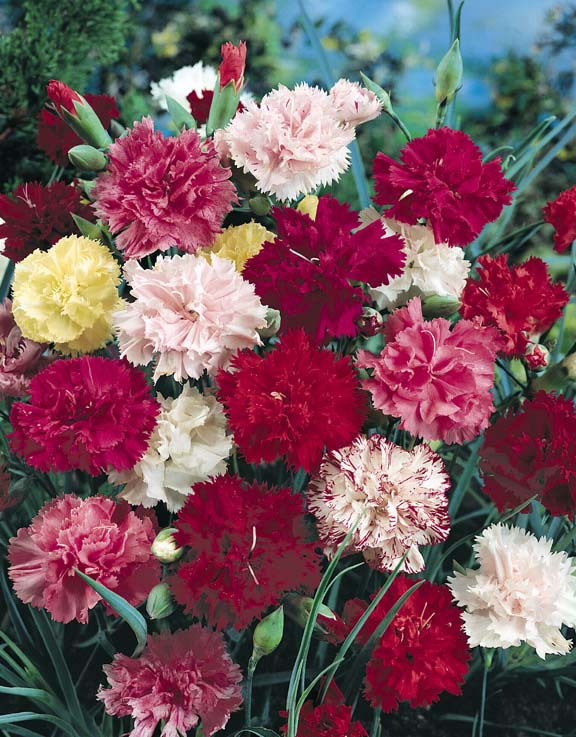 Mixed Hardy Carnation Plant