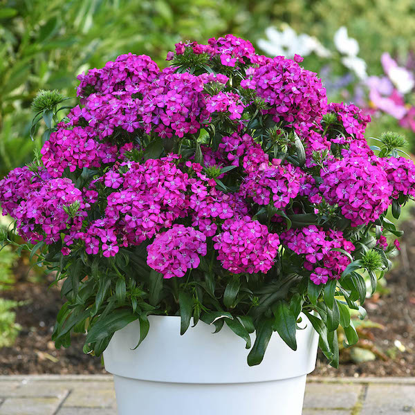 Dianthus Jolt Purple