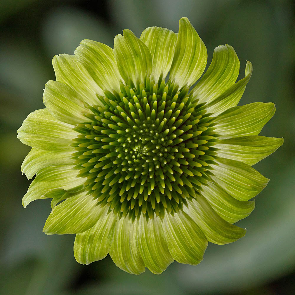 Echinacea Prairie Blaze Green