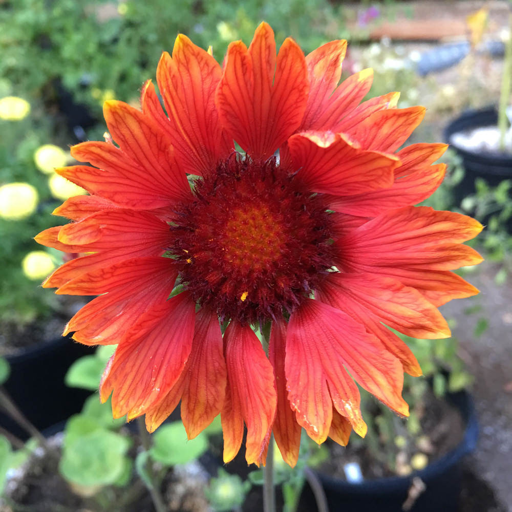 Gaillardia Seeds | 11 Gaillardias | Perennial Flower Seeds