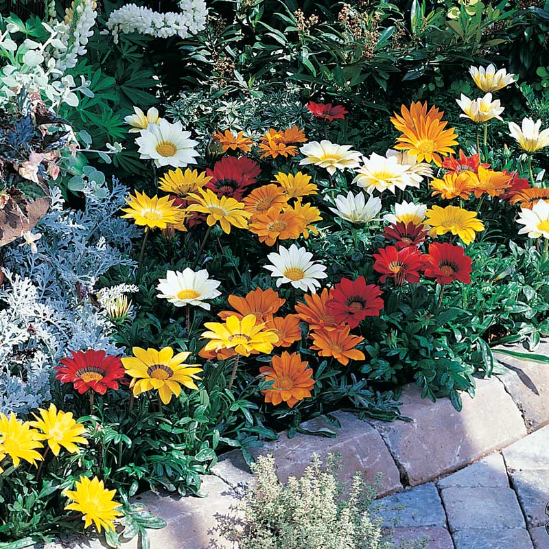 Gazania Seeds | 8 Top Gazanias | Annual Flower Seeds