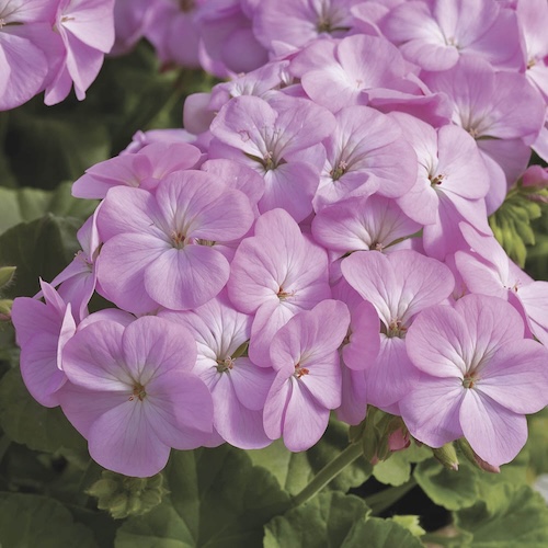 Geranium Multibloom Lavender