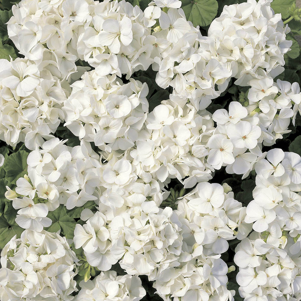 Geranium Multibloom White