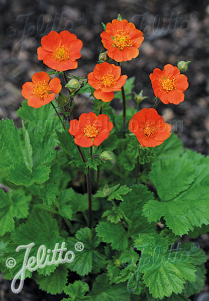 Geum Koi