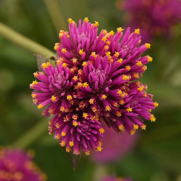 Gomphrena Fireworks