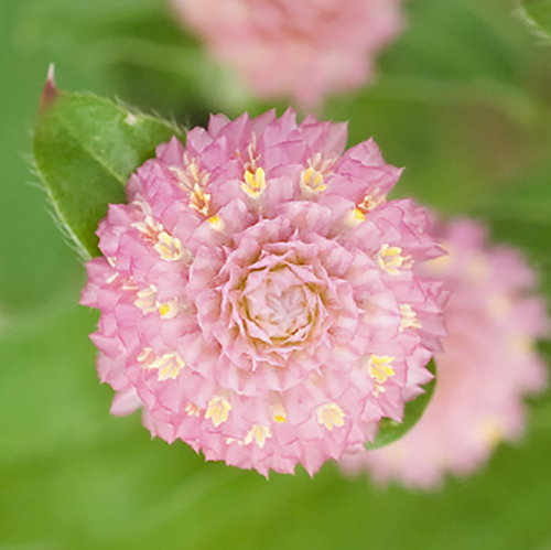 Gomphrena Las Vegas Pink