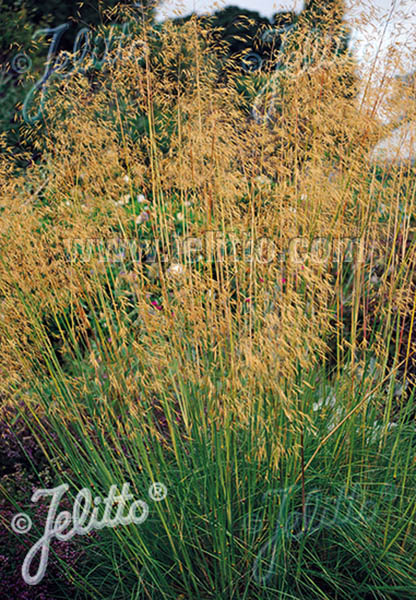 Giant Feather Grass